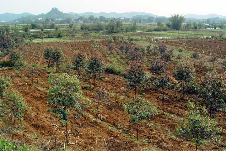 Site preparation = hole digging; no fertilizer, no tending. Investment in cash RMB 464 per mu (USD 847 per ha) for seedling, fertilizer and pesticide.