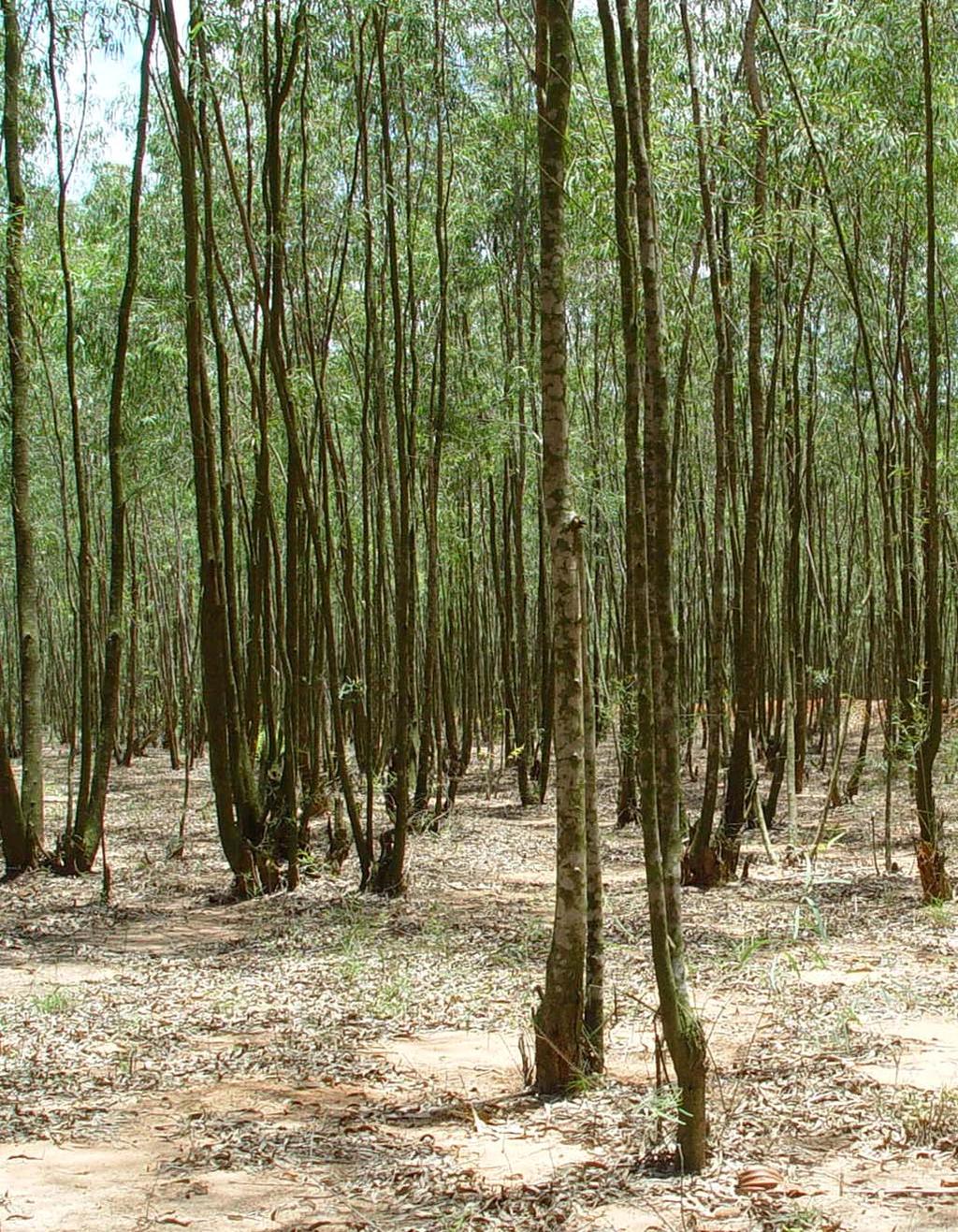 Most commonly, the earlier forest plantations yield between