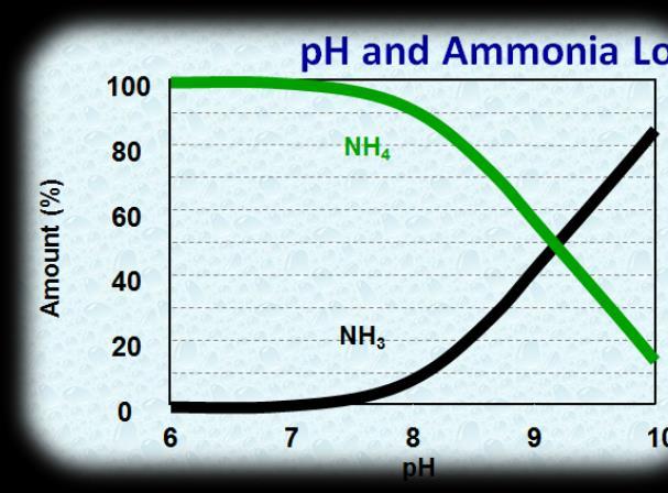 Minimizing the Ammonia Loss from