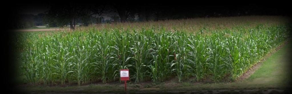 Corn with no fertilizer added Anaerobic Digestion is promoted for reducing Greenhouse gas emissions Good digestate