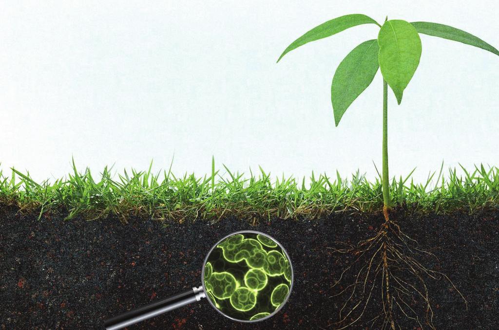 Progress Report: Sequestering Carbon In Agricultural Soils Dr.