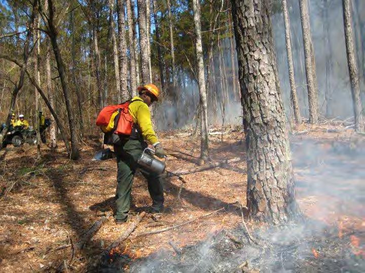 Rapid decomposition of leaf litter may be a factor in carrying a surface fire Controlled burning may reduce germination