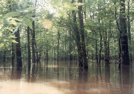 Seasonally Flooded Hardwood Bottomlands River Birch Black Willow Cottonwood Topography and Vegetation Water Hickory Overcup Oak Water