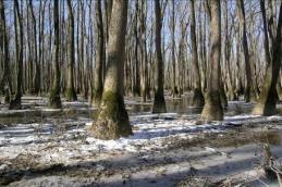 9 million acres of forested wetlands remained in 1991 Forested