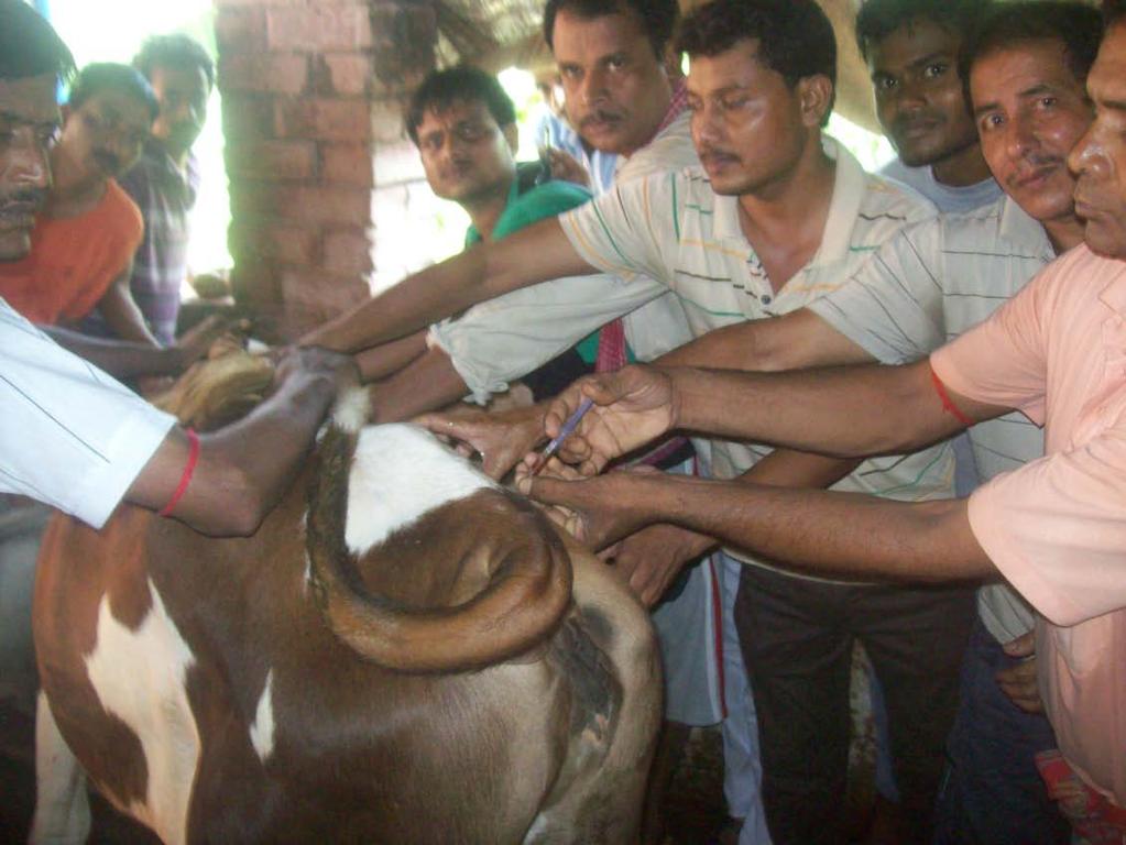 Thrust Areas Improvement of the local cattle breed through cross-breeding. Practical oriented training to the youth for self-employment. Establishment of small, medium and large sized livestock farms.