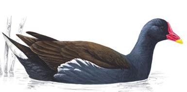Spoonbill Black Swan Habitat total bird score?