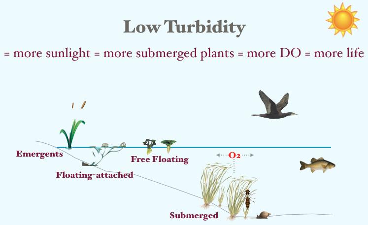 Analysis of abiotic and biotic key relationships Turbidity, Light and Dissolved Oxygen The Winal basin has low turbidity (abiotic factor).