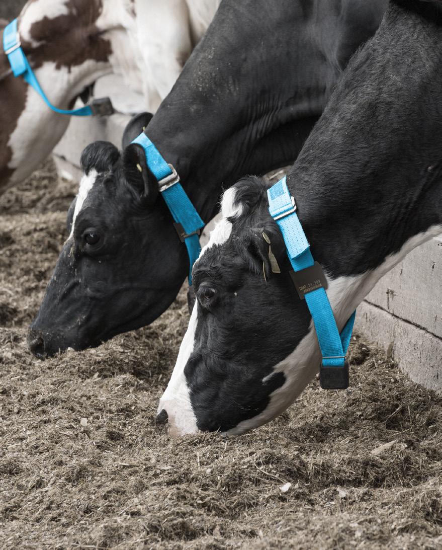 State-of-the-Art Standalone Cow Monitoring, with Neck Collars Simply put, Silent Herdsman will help you make more money, save time and keep your herd healthy wherever you are.