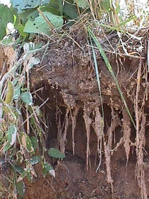 Soybean root development
