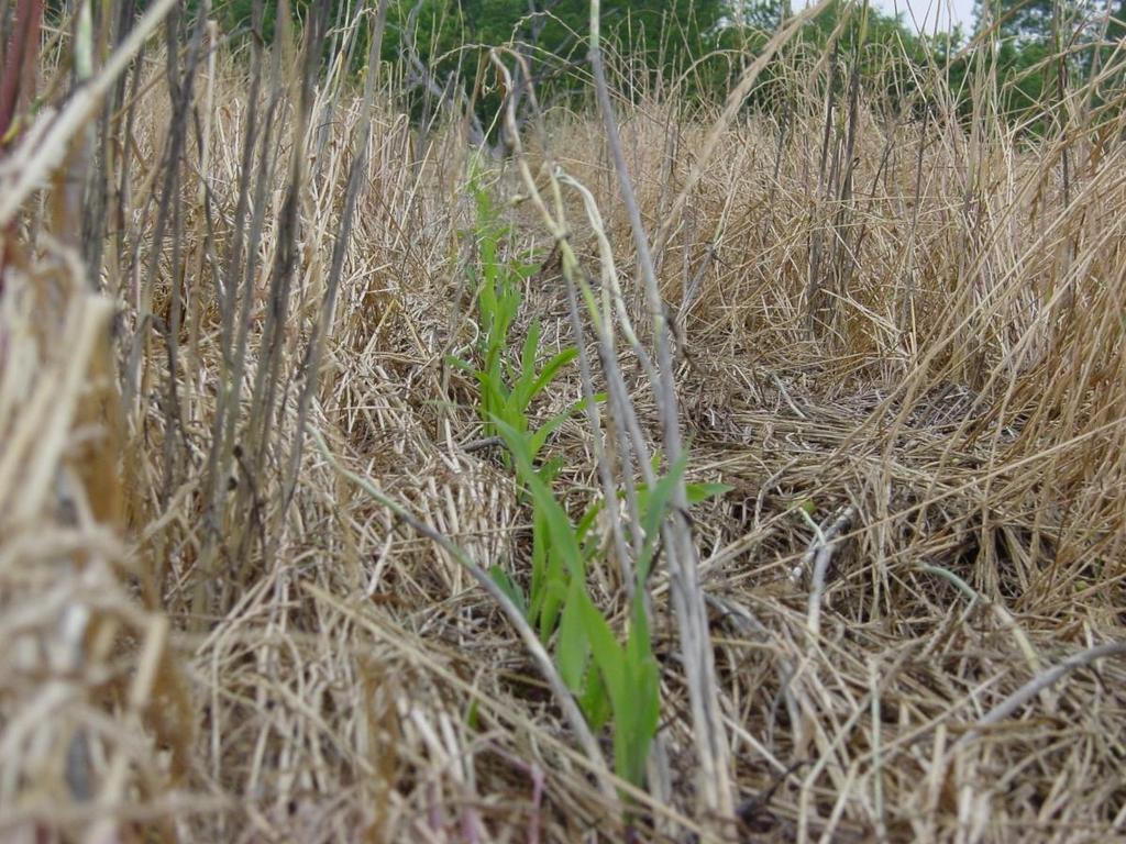 Nitrogen and cover crop maturity At this stage of maturity