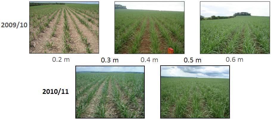 Figure 1: Grow status of sugarcane at the measurement moments The sensor was connected to a GPS receiver and the vehicle was driven through the whole field spaced by 1 rows of 1.5 m.