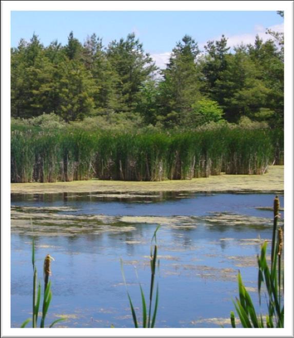 foraging, breeding and overwintering habitat for a range of species, and carbon storage. Wetlands are important habitats that form the interface between aquatic and terrestrial systems.