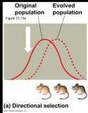 homozygous individuals Disassortative mating produces excess of heterozygotes