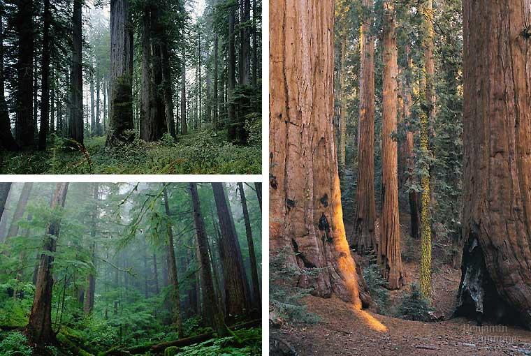 Coniferous forest: Largest terrestial biome on earth, old growth forests