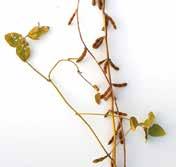 Soybeans Optimal timing Apply when 90% of the pods in the