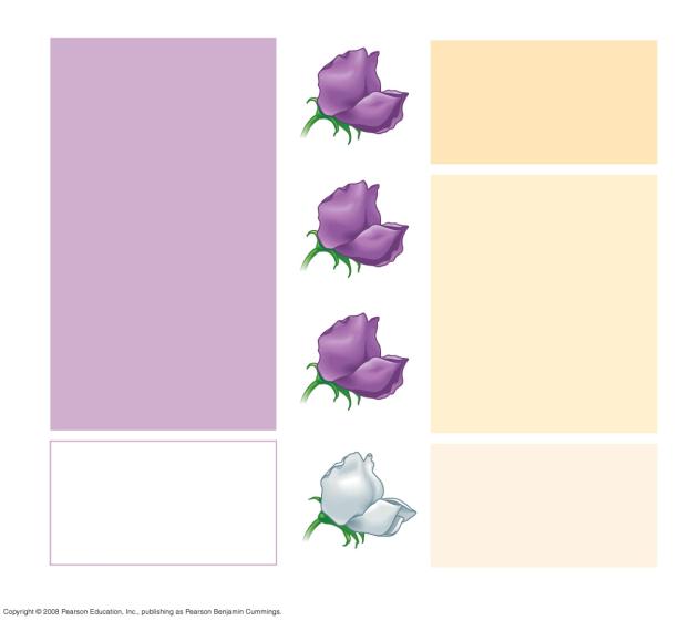 Fig. 4-5-3 Useful Genetic Vocabulary Appearance: Purple flowers White flowers Genetic makeup: PP pp Gametes: P p F Generation Appearance: Purple flowers Genetic makeup: Pp Gametes: / P 2 / 2 p F 2