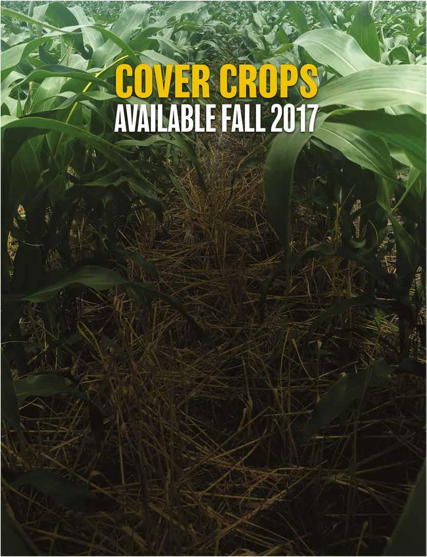 As cover crops are becoming more widely used, Seitec Genetics will start providing our customers the best MANAGEMENT STRATEGIES along with TESTED cover crop combinations.