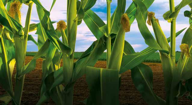 CORN PRODUCTS 5869 108 RM Large, robust plant type for this maturity delivering reliable yields Ear height makes it a good choice for terraced fields Excelled on medium