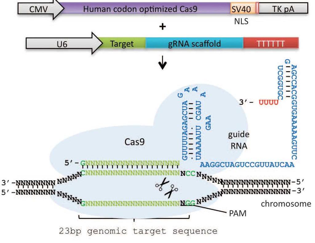 Genome editing with CRISPR Cas9 Using existing tools for gene characterisation in rice Validate tools for implementation with our high throughput stable