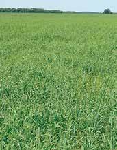 70 Insure Cereal Competitive Treatment Number of plants per metre 60 50 40 30 20 + 3.4 + 3.9 AgCelence benefits you can see.