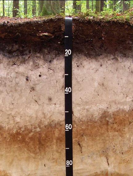 Soil Profile layers Organic Layer Accumulation of organic material overlaying soil layer, unless buried.