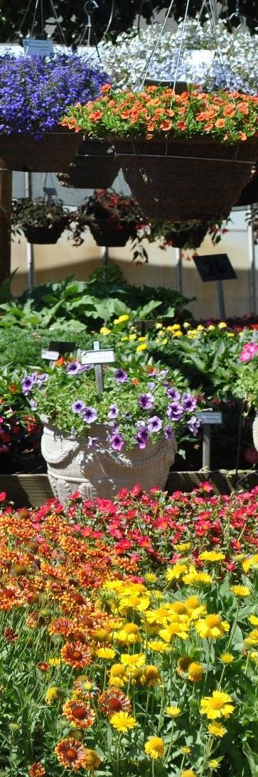 Products Horticulture Opportunity: Canada relies on floriculture & nursery plant imports Challenges: Ornamental horticulture sector is mature.