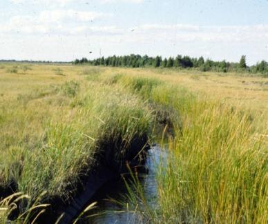 Coastal Wetland Vulnerability Freshwater Tidal Marshes Salinity Rise Barriers to Landward Migration