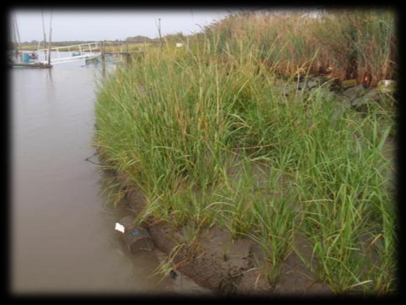 Coastal Wetlands Adaptation Options Living shorelines Buffers Sediment management Structure Setbacks Wetland Tough Choices Where will they be