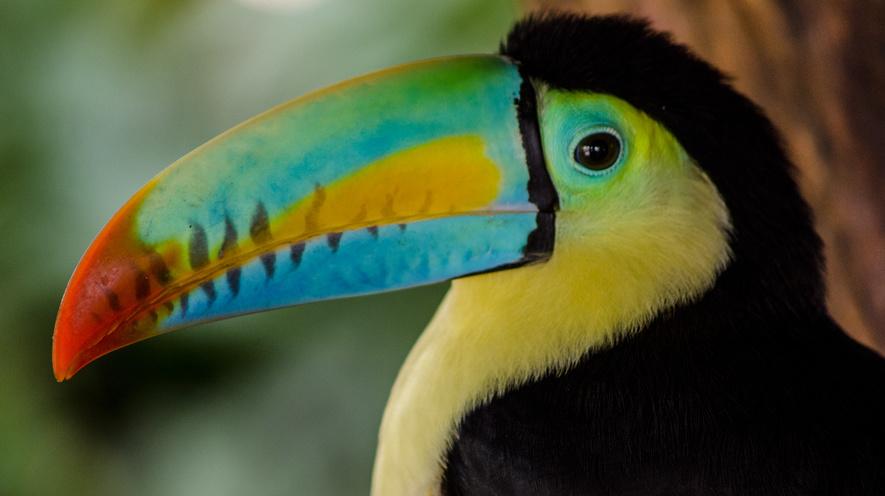What is biodiversity? By Gale, Cengage Learning, adapted by Newsela staff on 11.14.17 Word Count 1,290 Level 1140L A toucan in Guanacasta, Costa Rica.