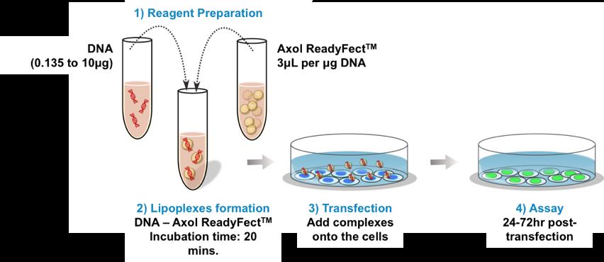Standard Transfection Protocol Schematic Overview of The Standard Transfection Protocol 1. Prepare your DNA solution by diluting 0.