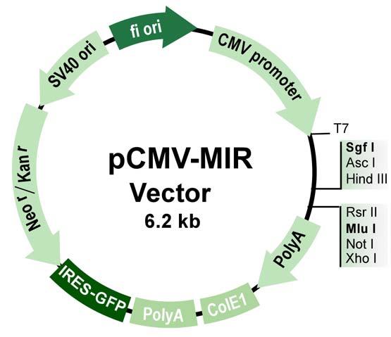 Cloning vector: All mirna precursors are cloned into pcmv-mir vector via SgfI and MluI site.