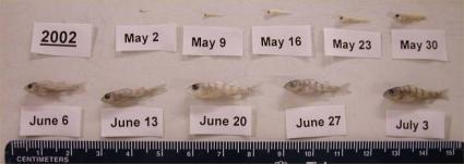 Growth (TL) of Larval Perch from Ponds A & B 6 5 y = 5.497e.2124x r 2 =.96 Length (mm) 4 3 2 Pond B 4 1 35 y= 4.4376e.261x 5/6/2 Pond A 5/2/2 6/3/2 6/17/2 7/1/2 7/15/2 Length (mm) 3 25 2 15 1 r 2 =.