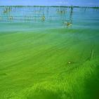 Ohio State (Culver) Method N:P ratios < 7:1 favor nitrogen-fixing blue-green algae (inedible by zooplankton & can