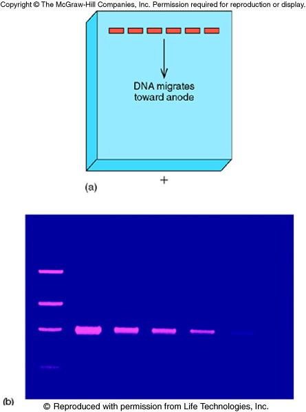 Agarose DNA gel electrophoresis Purpose: to separate DNA or RNA molecules based on differences in their size. Molten agarose is poured into a mold. The mold includes a comb which forms the wells.