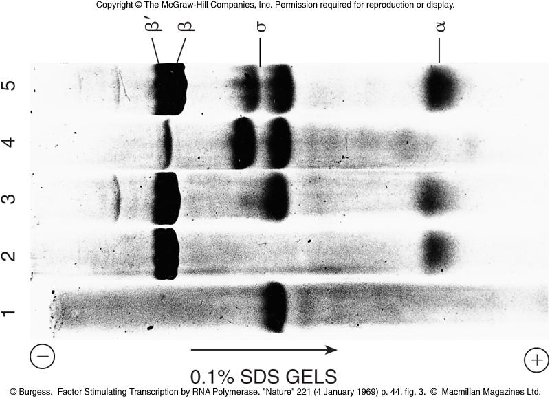 SDS gel electrophoresis Purpose: to separate protein molecules based on differences in their size. Protein is boiled in a SDS solution. SDS is a detergent with a negative charge.