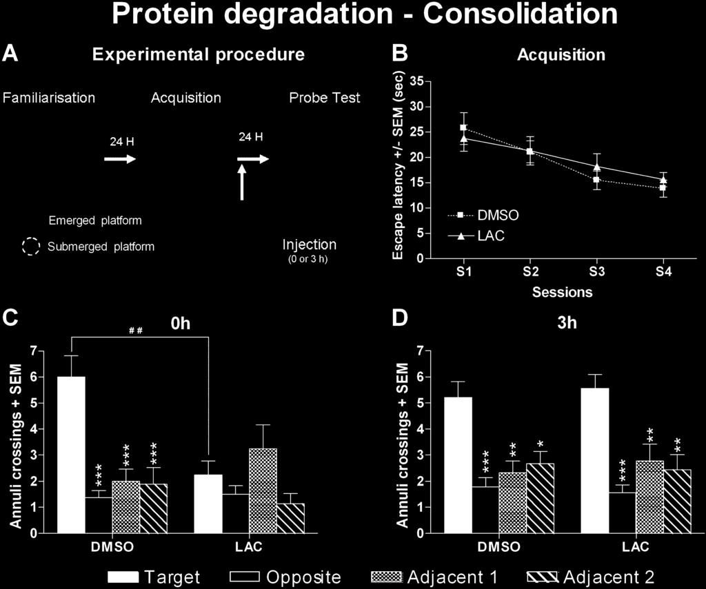 Protein synthesis and degradation in reconsolidation 3015 Fig. 4. Memory consolidation of the spatial learning task required only one wave of protein degradation.