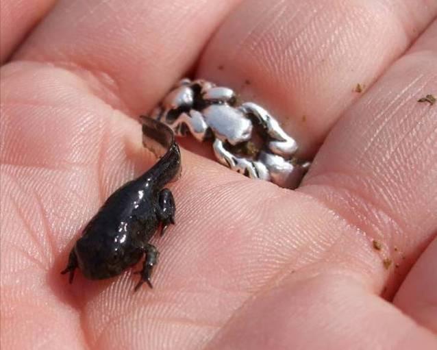 62 Figure 8. A western toad that has nearly completed metamorphosis.