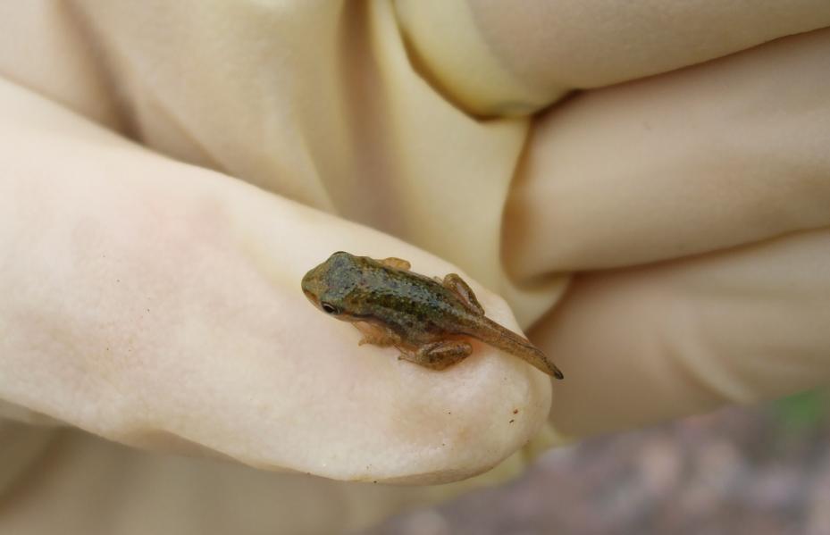 67 Figure 12. A boreal chorus frog that has nearly completed metamorphosis.