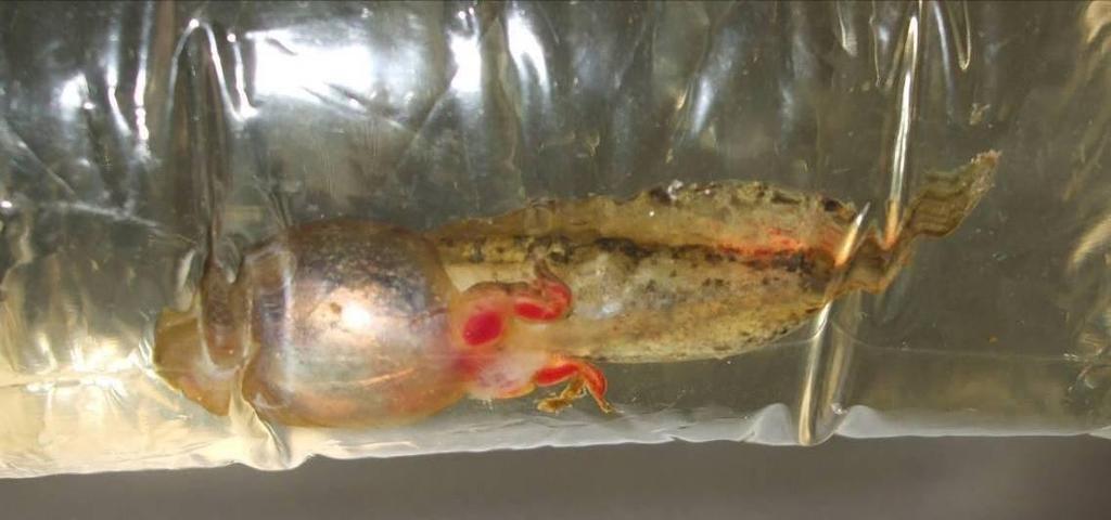 79 Figure 22. A wood frog tadpole from Norman Wells (9 July 2007) with stereotypic gross pathology associated with ranavirus infections. The tadpole is in a plastic bag with pond water.