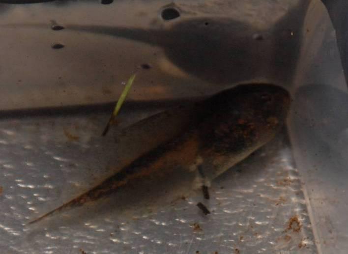 80 Figure 23. A wood frog tadpole from Normal Wells (2 July 2008) with an unidentified infection of the cloaca.