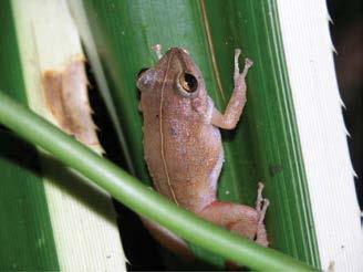 166 Ecology and Management of Terrestrial Vertebrate Invasive Species (a) (b) (c) (d) FIGURE 9.2 (a) Photograph of a coqui frog taken in Hilo, Hawaii. (Photo by Steve Johnson.