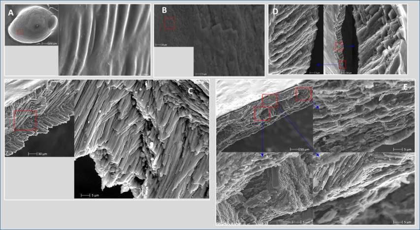 Figure 4.6: SEM micrographs of Physa acuta snail shell structures of F1 generation adults.