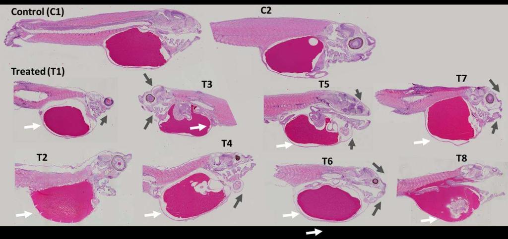Figure 5.6: Histopathological sections of the whole Murray cod larvae subjected to glucocorticoid exposure.