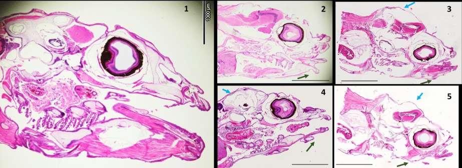 Figure 6.6: Morphological changes in the craniofacial profile of exposed Murray cod, Maccullochella peelii (35dph).