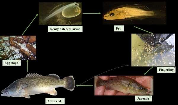 Figure 1.4: Pictorial representation of life-cycle stages and reproduction cycle of Murray cod, Maccullochella peelii.