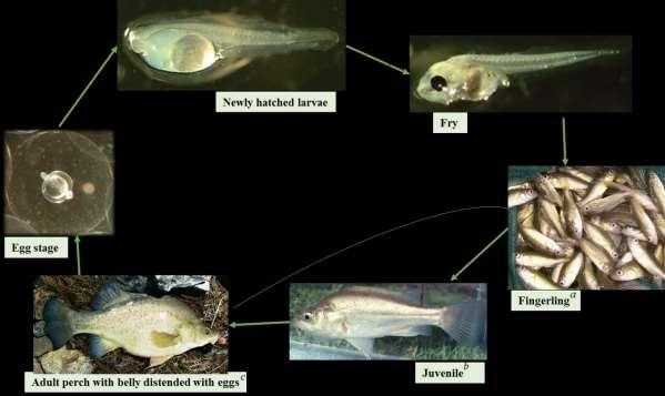 Figure 1.5: Pictorial representation of life-cycle stages and reproduction of golden perch, Macquaria ambigua. (Image source: (a) http://www.seqfish.com.au/2.html; (b, c) http://fishesofaustralia.net.