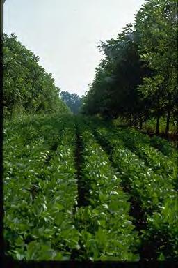 Alley Cropping - Benefits Diversify farm enterprise Reduce erosion Improve water quality