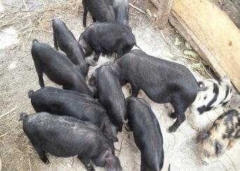 KAVC FOUNDATION PIGGERY PROJECT REPORT SUBMITTED TO OPPORTUNITY TO DO CANBERRA MARCH 2015 Reporting Period: 1ST FEBRUARY TO 31ST MARCH, 2015 Report Prepared by: JAMES ASIIMWE Date: 01/05/2015