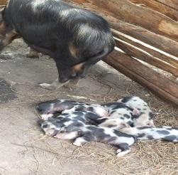 process is progressing well and so far our four pigs delivered 21 piglets earlier than expected.