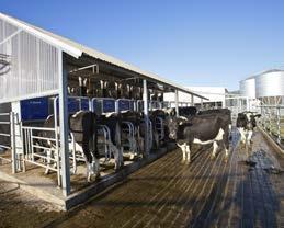 Incentive at robotic rotary FutureDairy research has shown that offering a small feed treat to cows in the first bails on the robotic rotary platform dramatically improves cow flow.